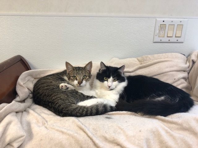Snickers and Samson
